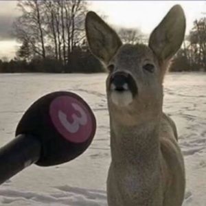 Meet your Posher, Daniel